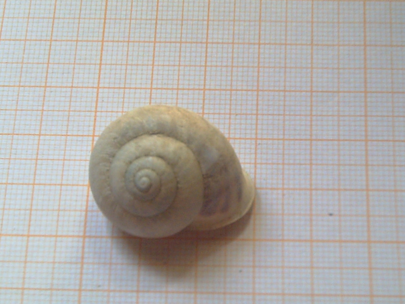 Fossili...o semplici molluschi recenti???